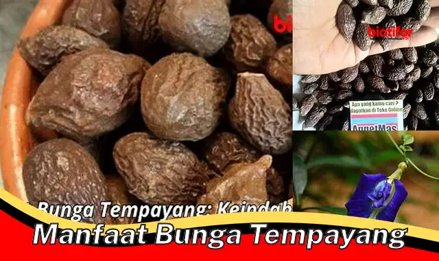 Temukan Manfaat Bunga Tempayang yang Perlu Anda Ketahui