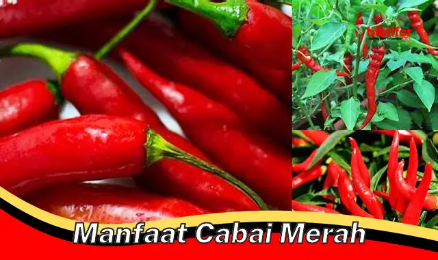 Temukan Manfaat Cabai Merah yang Jarang Diketahui!