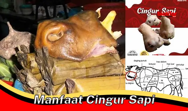 Ungkap Manfaat Cingur Sapi yang Jarang Diketahui!