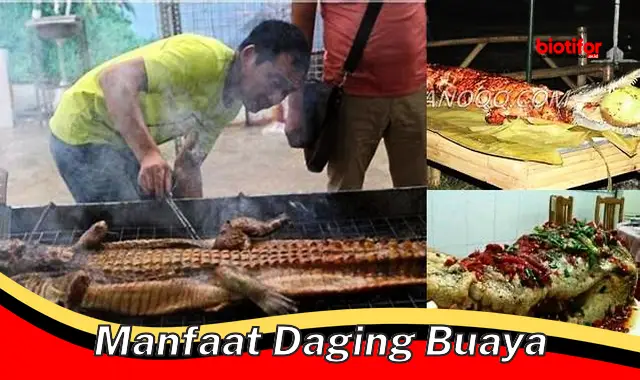 Temukan Manfaat Daging Buaya yang Jarang Diketahui