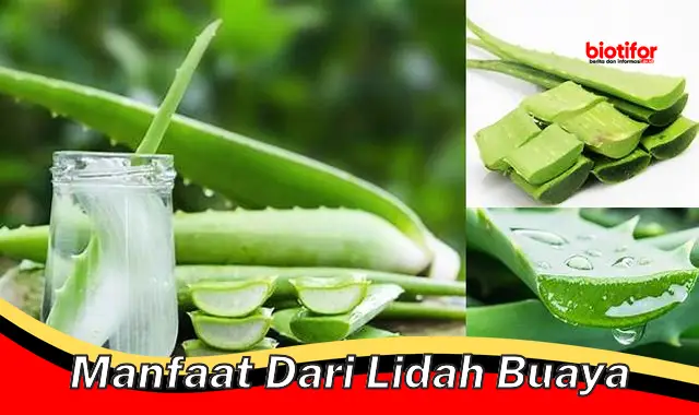 manfaat dari lidah buaya manfaat dari lidah buaya