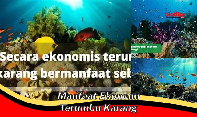 Temukan Manfaat Ekonomi Terumbu Karang yang Jarang Diketahui