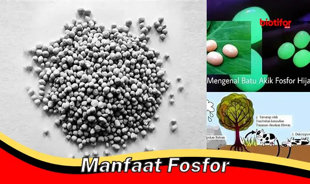 manfaat fosfor manfaat fosfor