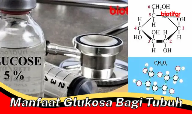 manfaat glukosa bagi tubuh manfaat glukosa bagi tubuh