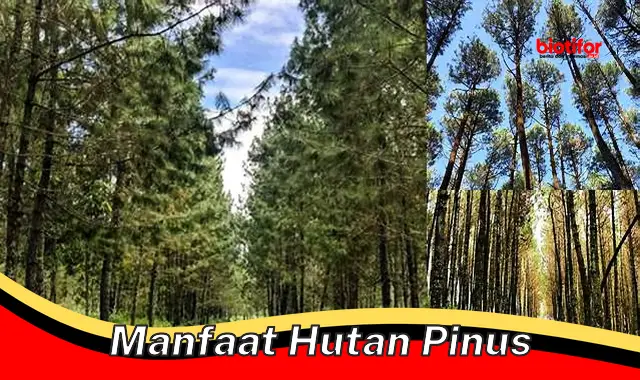 manfaat hutan pinus manfaat hutan pinus