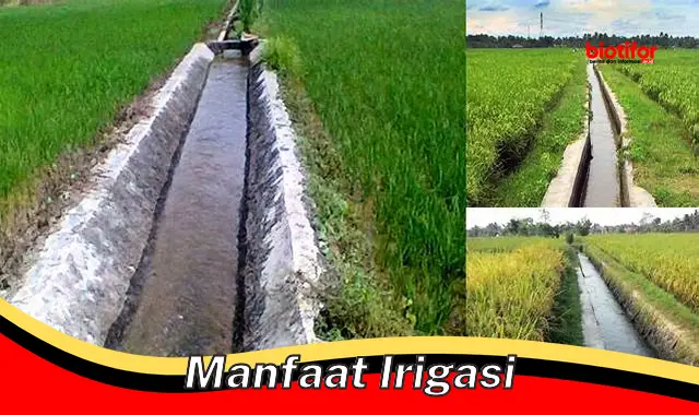 Temukan Manfaat Irigasi yang Jarang Diketahui