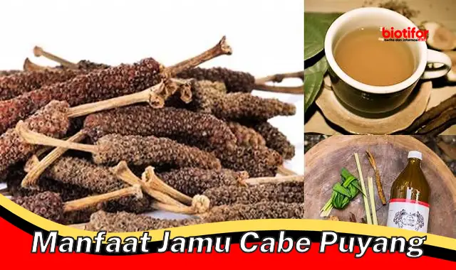 Temukan Manfaat Jamu Cabe Puyang yang Jarang Diketahui