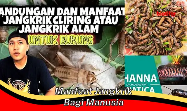 Temukan Manfaat Jangkrik yang Jarang Diketahui Bagi Manusia