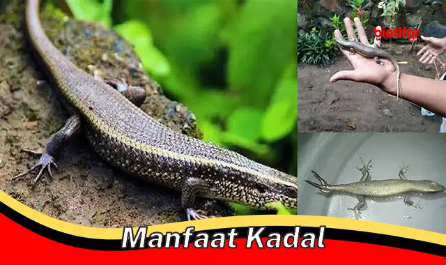 Temukan Manfaat Kadal yang Jarang Diketahui, Wajib Tahu!