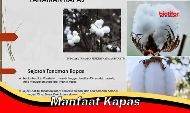 Temukan Manfaat Kapas Tersembunyi yang Jarang Diketahui