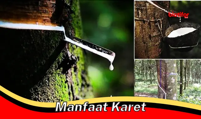 manfaat karet manfaat karet