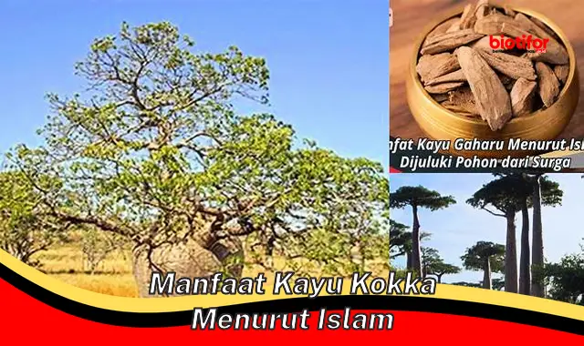 Temukan Manfaat Kayu Kokka Menurut Islam yang Jarang Diketahui