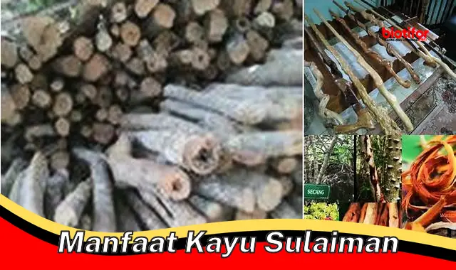 Temukan 5 Manfaat Kayu Sulaiman yang Jarang Diketahui