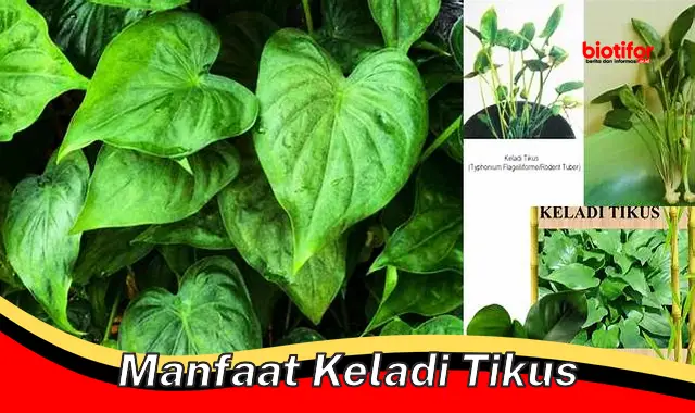 Temukan Manfaat Keladi Tikus yang Jarang Diketahui