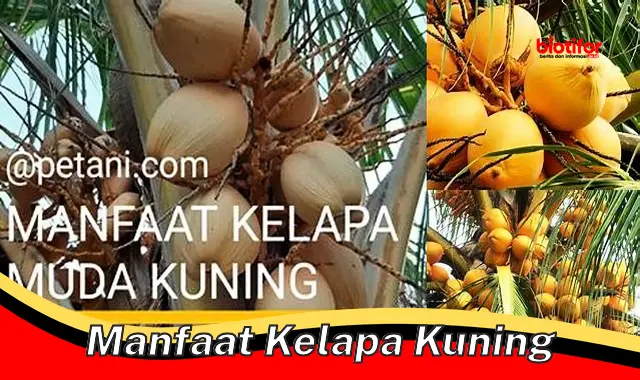 manfaat kelapa kuning manfaat kelapa kuning