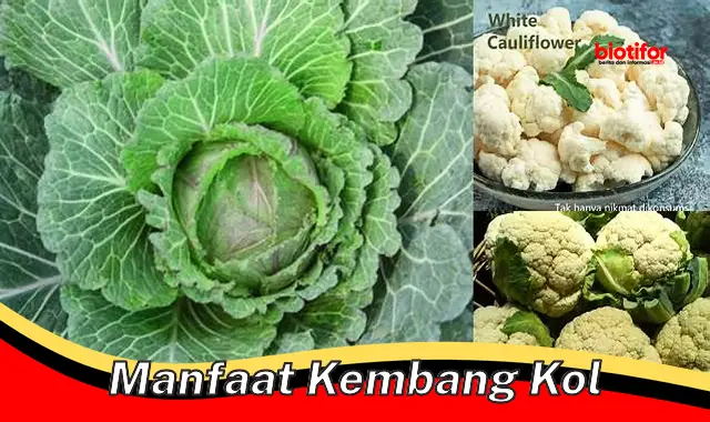 manfaat kembang kol manfaat kembang kol