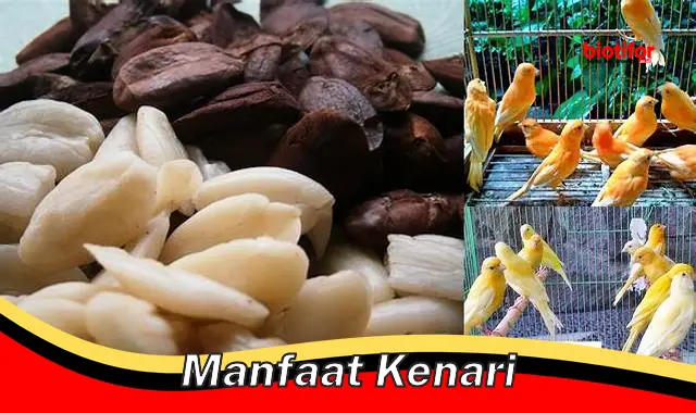 manfaat kenari