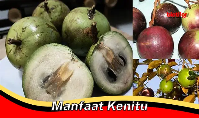 manfaat kenitu manfaat kenitu