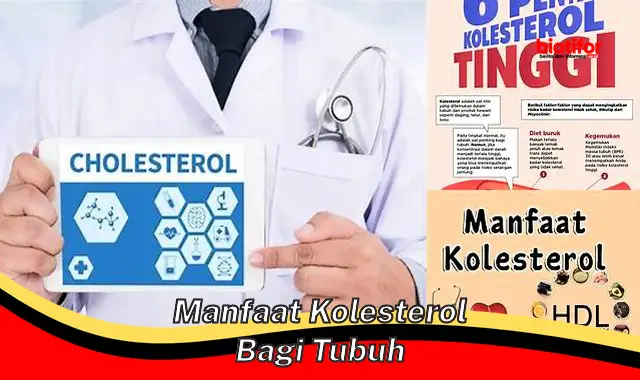 manfaat kolesterol bagi tubuh manfaat kolesterol bagi tubuh