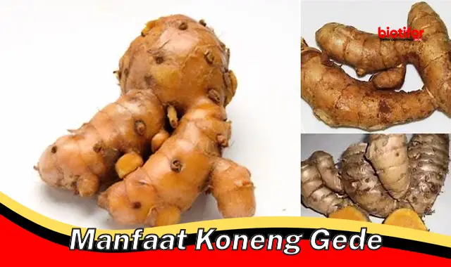 Temukan Khasiat Koneng Gede yang Harus Anda Tahu