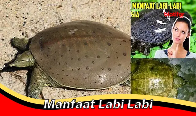 Temukan Manfaat Labi-labi yang Jarang Diketahui