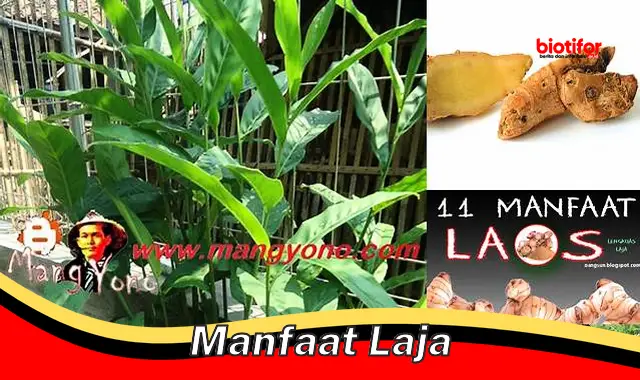 manfaat laja manfaat laja