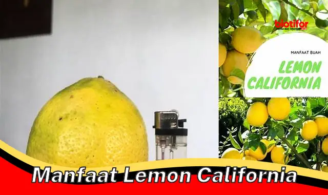 Temukan Berbagai Manfaat Lemon California Tersembunyi yang Perlu Anda Ketahui