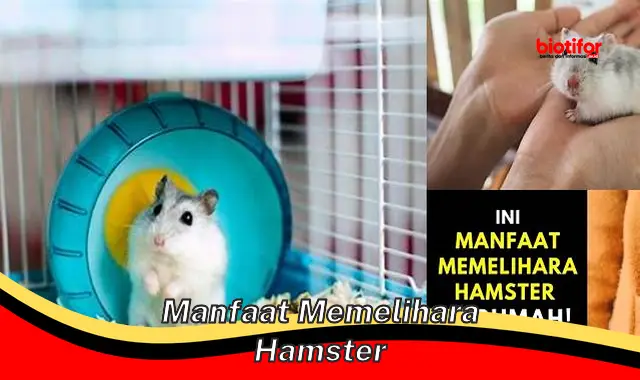 5 Manfaat Memelihara Hamster yang Perlu Anda Ketahui