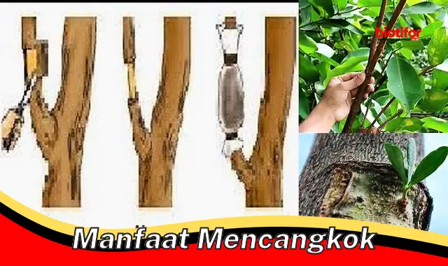 Temukan Berbagai Manfaat Mencangkok yang Jarang Diketahui