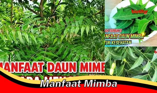 Temukan Manfaat Mimba yang Jarang Diketahui