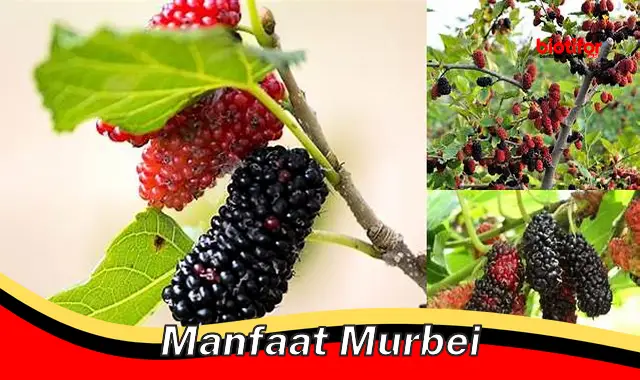 manfaat murbei manfaat murbei