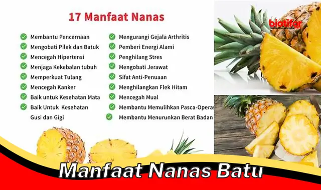 manfaat nanas batu manfaat nanas batu