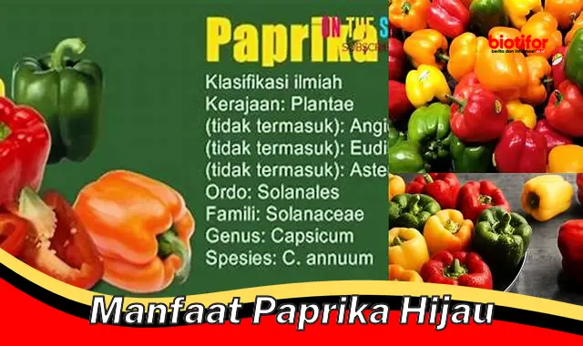 Menyingkap Manfaat Paprika Hijau yang Jarang Diketahui