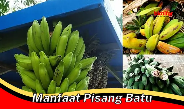 Temukan Manfaat Pisang Batu yang Jarang Diketahui