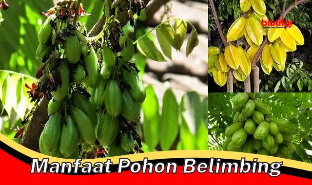 manfaat pohon belimbing manfaat pohon belimbing