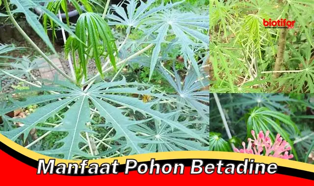 Temukan 5 Khasiat Pohon Betadine yang Jarang Diketahui