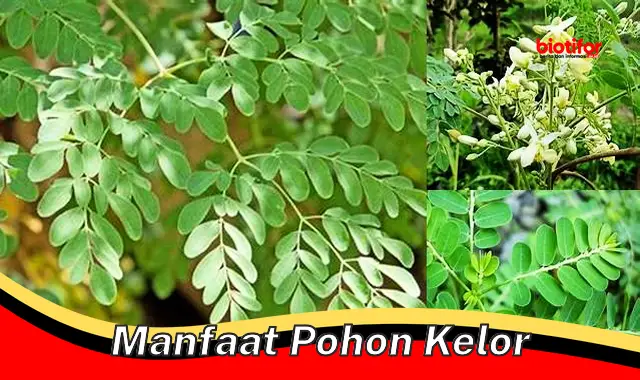 Ungkap 5 Manfaat Pohon Kelor yang Jarang Diketahui