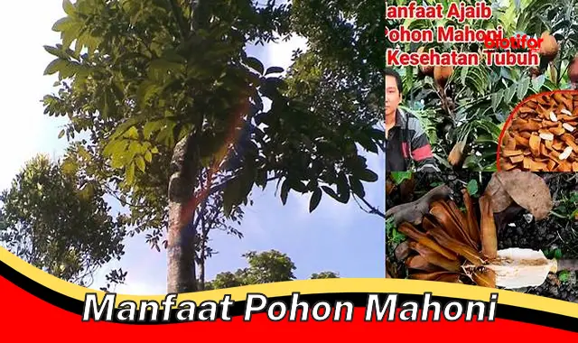 Temukan Manfaat Pohon Mahoni yang Belum Pernah Anda Ketahui