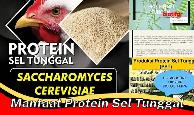 manfaat protein sel tunggal manfaat protein sel tunggal