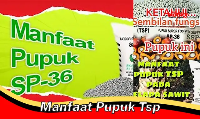 Temukan Manfaat Pupuk TSP yang Jarang Diketahui