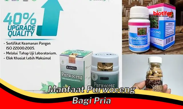 manfaat purwoceng bagi pria manfaat purwoceng bagi pria