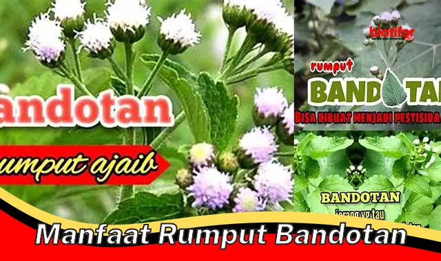 Temukan Manfaat Rumput Bandotan yang Jarang Diketahui