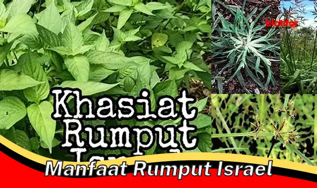 Temukan Manfaat Rumput Israel yang Perlu Anda Ketahui