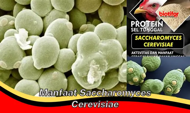 5 Manfaat Saccharomyces Cerevisiae yang Jarang Diketahui Anda