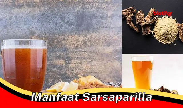 manfaat sarsaparilla manfaat sarsaparilla