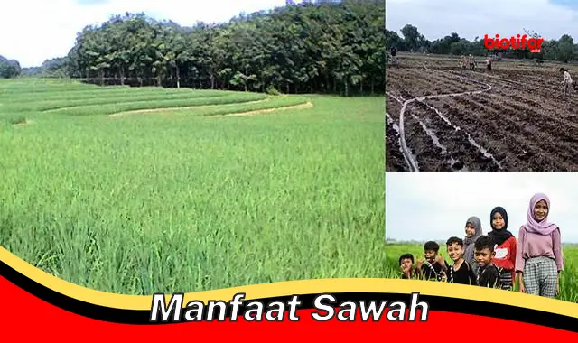 Temukan Manfaat Sawah Yang Jarang Diketahui