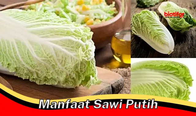 manfaat sawi putih manfaat sawi putih