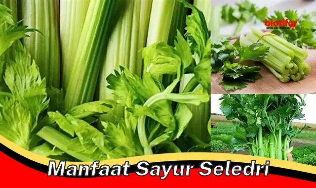 Temukan Rahasia Sayur Seledri yang Jarang Diketahui