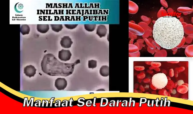 5 Manfaat Sel Darah Putih yang Jarang Diketahui!