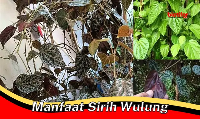 Temukan Manfaat Daun Sirih Hitam yang Jarang Diketahui